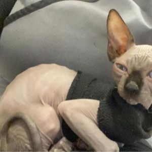 Meet your Posher, Amber